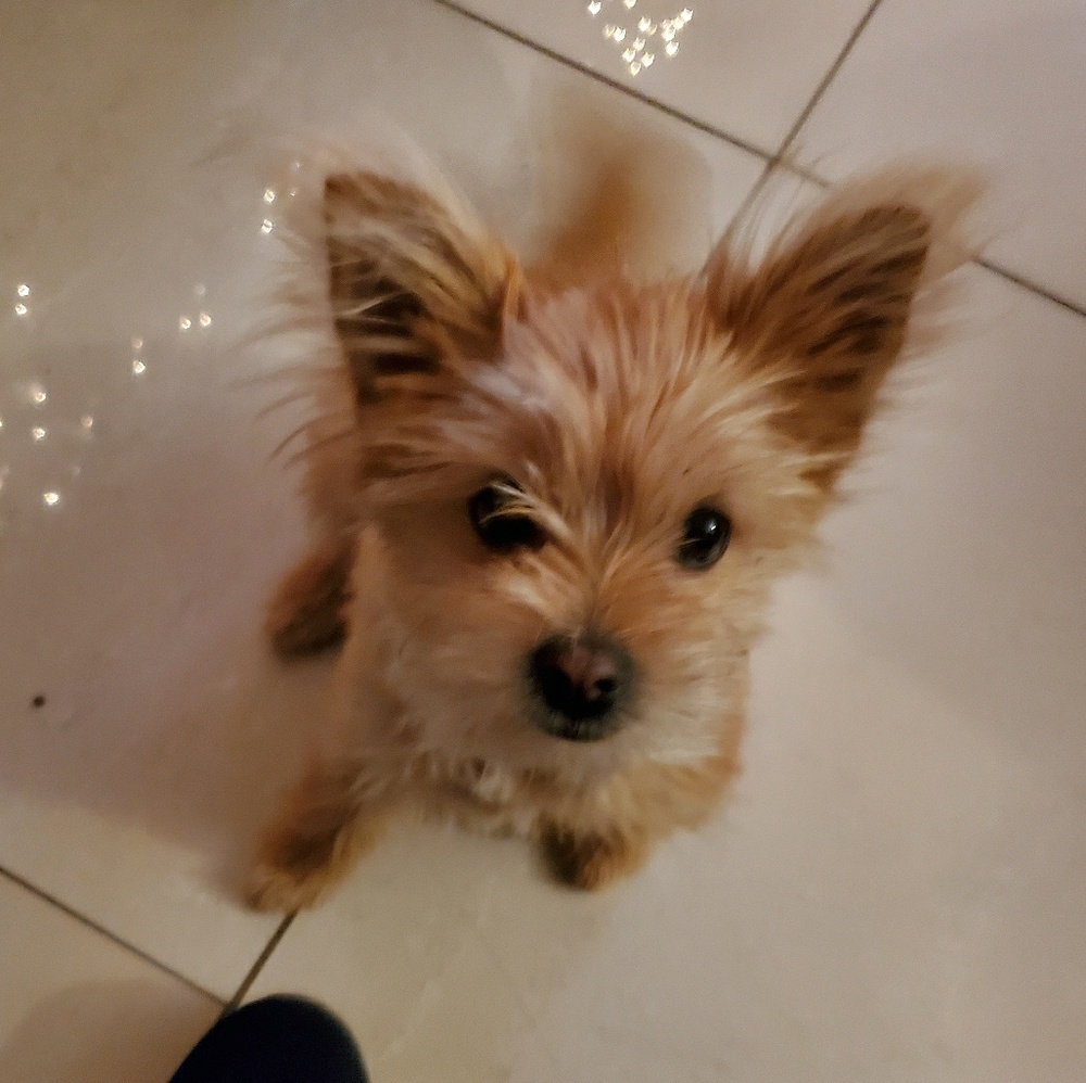 Meet your Posher, Genoveva